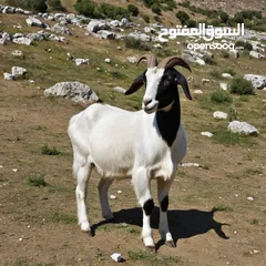  10 حليب طازج يوميا من مزارعنا طبيعي 100٪ وجرب وشوف