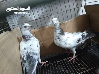  9 قصيين كرزلى القص زغلولين كشك بنيدى  شابةهزاز  دكر زايف بكستانى