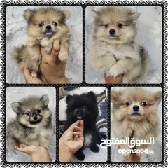  1 Mini Pomeranian puppies