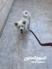  15 كلب مالتيز (فرنش تيرير) للبيع او البدل عمره 9 شهور