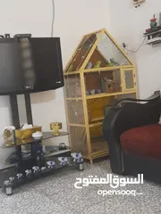  1 طيور حب 8 زواج للبيع بصحة جيدة