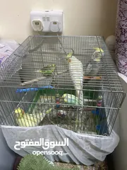  1 5 birds in excellent health