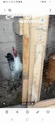  3 جاج بلدي ديك 2 جاج بلدي 2