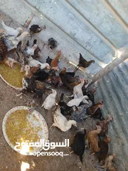  5 45 حبه بلديات فراخ ترقيد مش فقاسة وعلفهن شعير ونخاله حبات مقنوي صحه ونضافه صلاة النبي