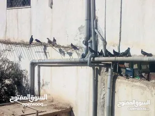  4 حمام بلدي نخب