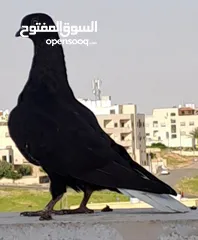  5 فراخ نوريات ومزاهير ( سود ) الرجاء قراءة الوصف