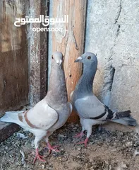  4 فراخ للبيع صحه ونظافه عدد 8 قابل للبدل