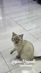  20 قطتان جميلتان تبحثان عن بيت دافئ  Two lovely cats looking for a loving home