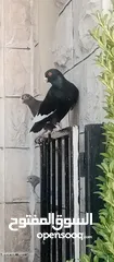  1 حمام للبيع التفاصيل آخر الاعلان