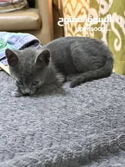  6 Russian blue kitten hypo allergenic