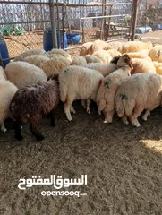  21 ذبيح للبيع طيبه سمان عزيمه ثلاجه خرفان طيبة هرفي جذع وتساب اتصال لتوصيل جميع مناطق قطر سوري بلدي