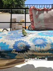  5 طائر البادجي ( طائر الحب)