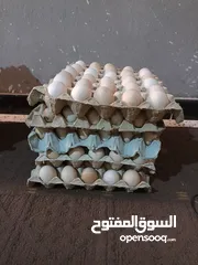  1 دحي دجاج عربي زهري