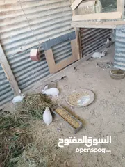  1 ارانب فرنسا عمر من 2شهرين ال 4شهور العدد 30 السعر 5 للكوم