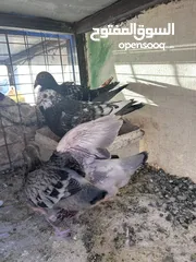  7 جواز للبيع سعر طري