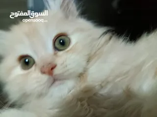  5 قطط ذكور من أصول نقيه واحد همالايا تشوكلت لونج هير بلو بوينت وواحد بريتش ريد لونج هير مقزم للجادين
