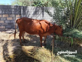  3 بقره لتربية ولا لحم التصوير ضالمنها