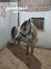  2 حصان عربي مسجل للبيع