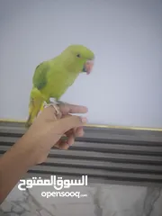  4 ببغاء دره للبيع