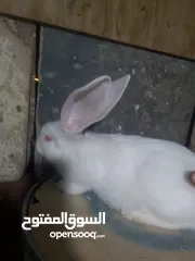  1 ارانب للبيع