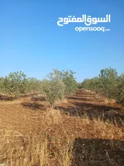  2 مزرعه أربعه دونم مشيكه بالكامل ارض زراعيه وبيت ريفي غرفتين وحمام ومطبخ صغير وباربكيو وساحه واسعه