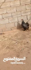  8 دجاج سبرايت للبيع