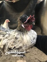 3 دجاج براهمي