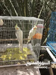  2 طيور كوكتيل اصفر عيون حمر