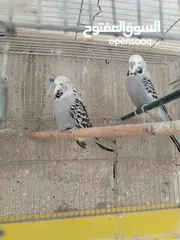  3 جوز حب انجليزي مستوى مرتب شوف الوصف