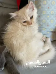  2 قطط للتبني