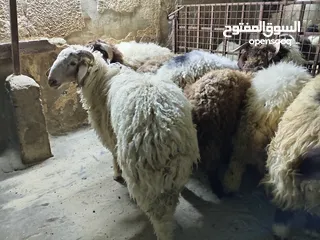  2 خرفان أضاحي للبيع اوزان لحم صافي 25