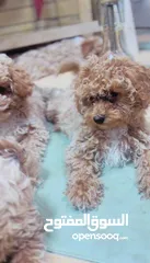  15 Maltipoo Super Quality