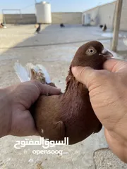  10 كوم حمام للبيع