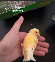 2 روز وكنار مع قفصين مع توصيل مجاني لجميع انحاء المملكة