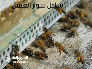  11 مناحل سوار العسل لبيع كافة منتجات النحل