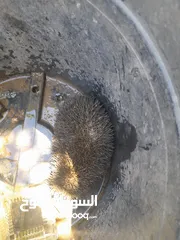  1 قنفذ للبيع كبير صحا ممتاز