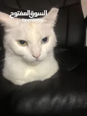  2 قطه نادره - العين