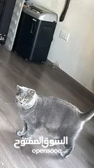  10 Cats for Adoption