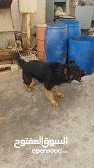  7 كلب جيرمن ذكر للبيع او للتبديل