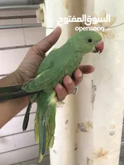  6 Pet Ring-necked Parakeet local breeding