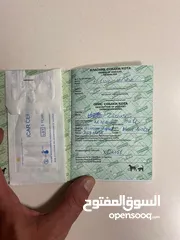  9 للبيع كلب جيرمن شيبرد مستورد من أوكرانيا