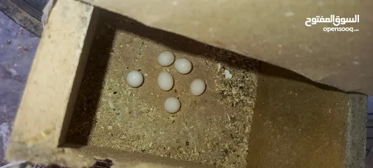  9 جوز جنه جوز حب جوز كنار جوز كوكتيل  (اقرا الوصف ضروري)