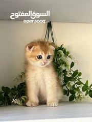  7 اللي يدور ذهب حقيقي  سكوتش جولدن ذكور اقراء الوصف