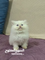  1 Persian kitten