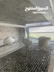  1 يوجد لدينا فر بي سعر 7 شيكل