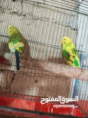  3 طيور الحب جوز استرالي حبات نخب اول شغال مكفول
