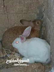  9 متاح في السلط