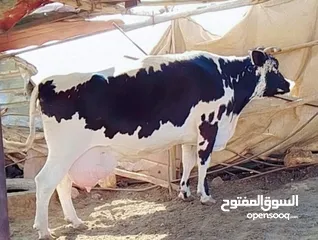  1 بقرة فريز عشار كبير