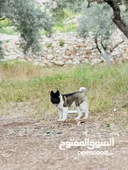  2 اكيتا امريكي