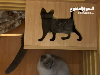  5 قطط للتبني نثانيه